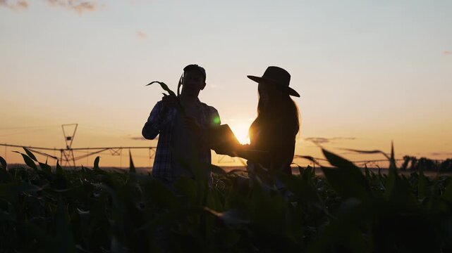 Inspecting crop with tablet and laptop at sunset, man and woman farmer examine corn in field, silhouette against sky, technology meeting agriculture, discussion about plant health and yield potential
