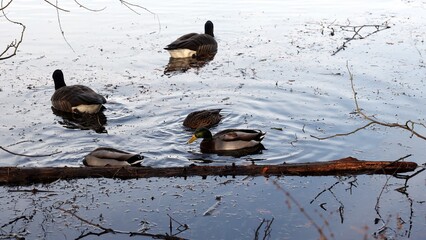 A serene wildlife scene featuring Mallard ducks and Canada geese swimming and foraging together on a calm, reflective pond in autumn. © Jessica