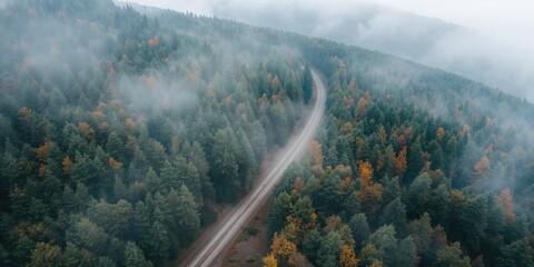 Drone view of a misty coniferous forest in autumn, seasonal change and forest preservation