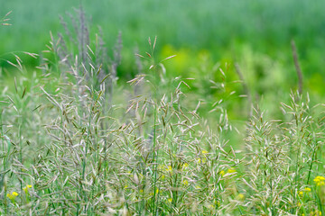 Experience the beauty of vibrant green grass and wildflowers blossoming in natures embrace