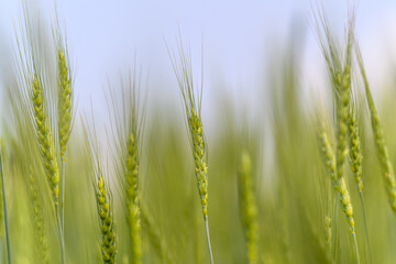 A Lush, Vibrant Green Wheat Field in Soft Focus, Bathed in Warm Sunlight and Natures Beauty
