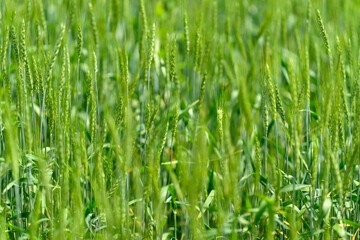 A Lush Green Wheat Field Flourishing Under Bright and Radiant Sunlight in the Countryside