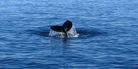 Fototapeta premium Humpback whale diving with tail visible during northward migration in Forster, New South Wales, Australia, seasonal marine migration