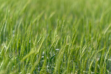 A Vast Green Grass Field, Bathed in Warm Sunlight, Ideal for Relaxation and Peace