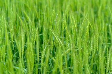 A Vast and Lush Green Grain Field Spreads Out Beneath a Bright and Clear Blue Sky Above It