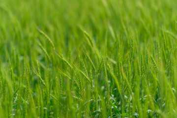 A Lush Green Wheat Field Bathed in Radiant Sunshine That Enhances its Natural Beauty