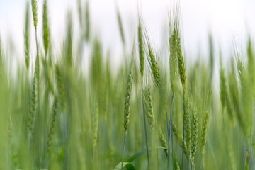 A Beautiful Lush Green Wheat Field Gently Swaying in the Soft Breeze Under the Sun