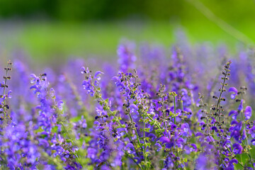 Stunning Vibrant Purple Flowers in Full Bloom Against a Soft Green Background at Natures Best