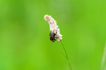 A bee busily pollinating a colorful flower set against a vibrant green background