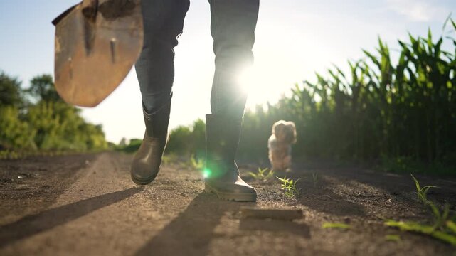 Walk with shovel and dog along dusty dirt road by tall corn field under low sun casting long shadow over boot and soil closeup of boot and shovel on rural path with dog following in morning light