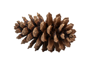 perfectly preserved ponderosa pinecone with rich sienna brown texture, captured via macro high key focus stacking on a pure white background with vast copy space. concept of seasonal rustic elegance