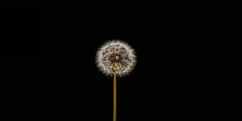 Obraz premium Dandelion flower on black background, suitable for text overlay designs