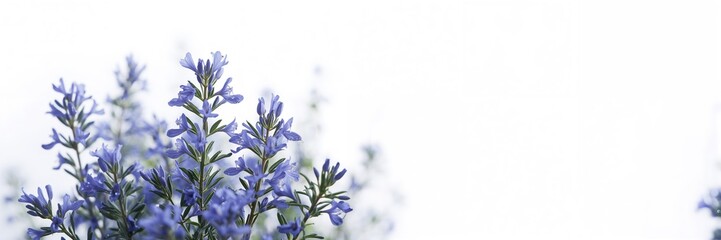 Obraz premium Blue rosemary flowers against a bright background, suitable for botanical design or nature-themed layouts