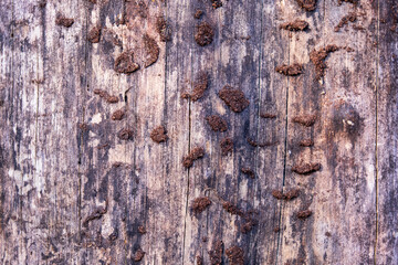 a tree trunk without bark that could serve as a background