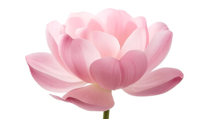 Fototapeta premium Pink Lotus Flower with Overlapping Petals – Symbolic Botanical Illustration on White Background