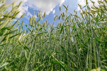 A Stunningly Beautiful Lush Green Wheat Field Extending Out Under a Clear Bright Blue Sky