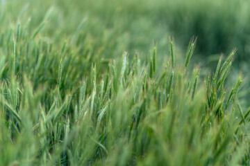 Lush, vibrant Green Fields filled with the Abundance of Growing Crops and Vegetation