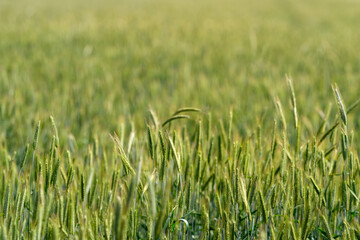 Fototapeta premium A Beautiful Lush Green Wheat Field Bathed in Soft Light During Sunny Summer Days