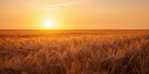 Fototapeta premium Golden sunset over a wheat field, seasonal change and agricultural preservation