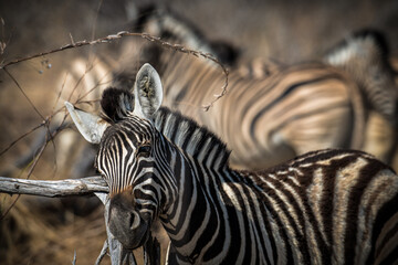 Ein  tag im Etosha Nationalpark  © Olaf Schlenger