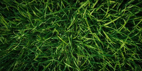 Fototapeta premium Detailed view of vibrant green grass surface serving as a background for text or design, emphasizing natural textures