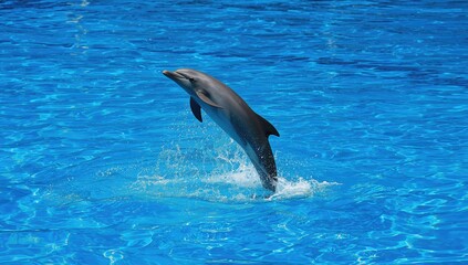 Obraz premium Dolphin mid-air jump during aquatic performance in a controlled pool setting