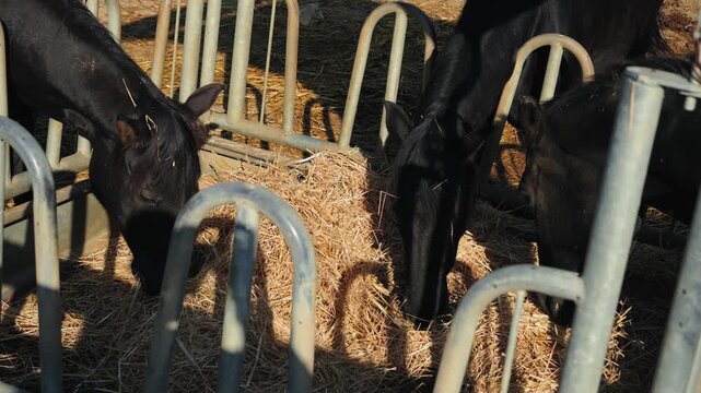 Horses eating hay in a paddock on a farm, horse breeding and feeding concept. High quality 4k footage
