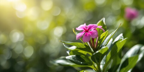 Catharanthus roseus, also called bright eyes or Cape periwinkle, used in herbal medicine, plant health and maintenance, World Plant Day