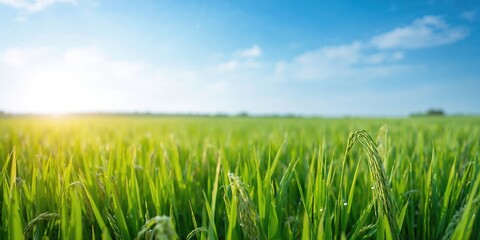 Naklejka premium Morning scene in lush green rice paddies, seasonal growth patterns
