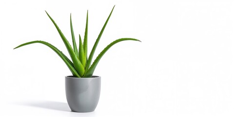 Fototapeta premium Indoor aloe vera in gray pot used as a decorative plant, suitable for interior design, Earth Day