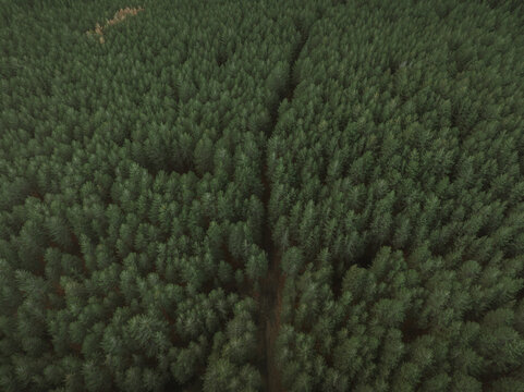 Aerial view of a dense, verdant forest canopy stretches out, a sea of green textures punctuated by subtle variations in tone and the occasional path, Mount Etna, Sicilia, Italy.