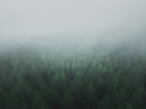 Aerial view of a dense, verdant forest swallowed by an ethereal, misty shroud, the trees fading into the opaque sky, Mount Etna, Sicilia, Italy.