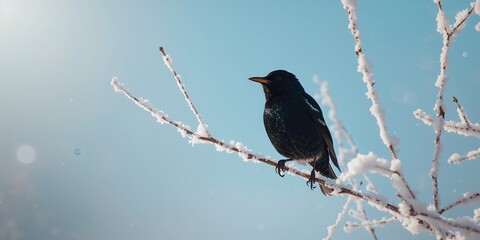 Fototapeta premium Starling perched amidst winter sunlight in a city setting, highlighting seasonal bird activity