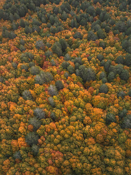 Aerial view of a dense forest ablaze with autumnal hues, where fiery oranges and rustic reds mingle with the steadfast greens of evergreen trees, Mount Etna, Sicilia, Italy.