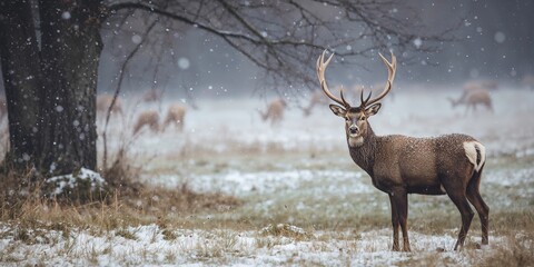 Fototapeta premium Deer in the wild moving in groups, natural behavior and seasonal migration