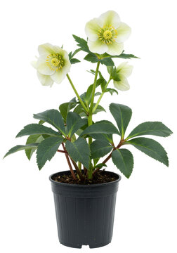 highly detailed photorealistic close-up of a helleborus niger in full bloom, pure white petals and yellow stamens in a matte black nursery pot, isolated on white studio background. concept of pure