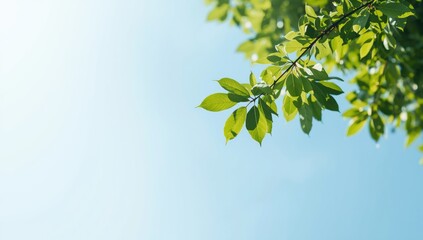 Obraz premium Tree foliage with vibrant green leaves and a blue sky backdrop, illustrating natural health cues
