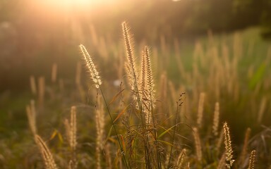 Fototapeta premium Golden sunlight illuminates a field of wild grasses on a hazy day