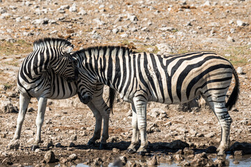 Ein #tag im Etosha Nationalpark 