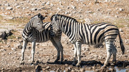 Ein #tag im Etosha Nationalpark 
