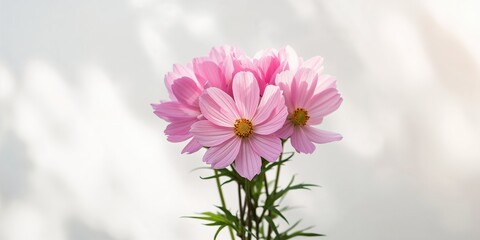 Obraz premium Close up of pink flowers in bloom, used as a floral background for design and text layout, Earth Day