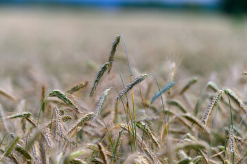 Fototapeta premium Golden Wheat Fields Are Basking Beautifully in the Warm Sunlight of a Summer Day