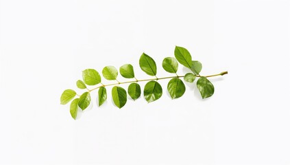 Obraz premium Single green leaf branch on white surface, used for botanical or nature-themed UI backgrounds