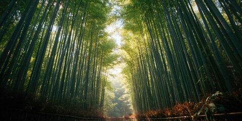Bright bamboo grove featuring towering trunks, used as an eco-friendly background for editorial headers