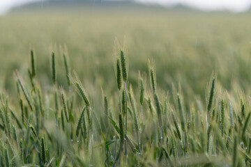 The Beautiful Lush Green Wheat Field Flourishing Under the Gentle Raindrops of Natures Bounty