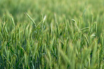 A Beautiful and Lush Green Wheat Field Extending Out Beneath a Clear and Brilliant Blue Sky Above