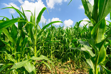 A Lush and Vibrant Green Cornfield Sitting Beautifully Under a Bright Blue Sky Above