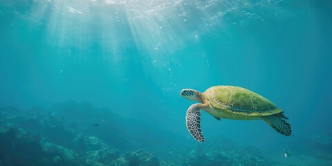 Fototapeta premium A Chelonia mydas swimming near the shoreline, highlighting marine species monitoring efforts