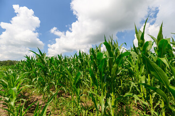 Fototapeta premium A Beautiful Lush Green Cornfield Flourishing Under a Bright and Vibrant Blue Sky