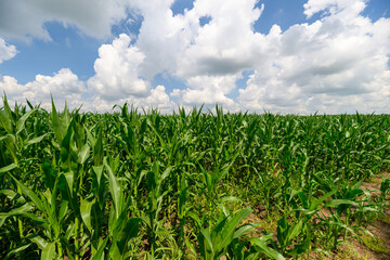 A Colorful and Vibrant Cornfield Set Against a Bright Blue Sky Over a Stunning Landscape